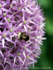 Wisley RHS June