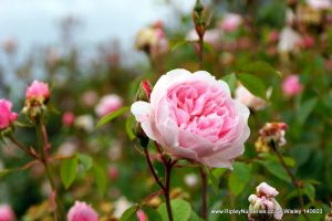 Wisley RHS June