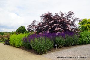 Wisley RHS June