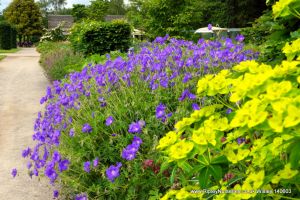 Wisley RHS June