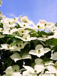 Wisley RHS June