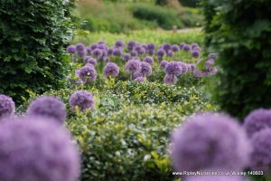 Wisley RHS June