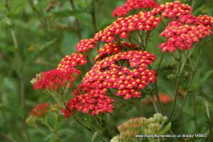 Wisley RHS June