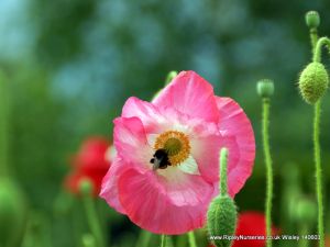 Wisley RHS June