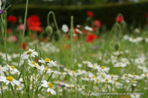 Wisley RHS June