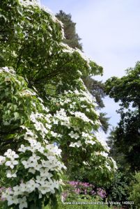 Wisley RHS June