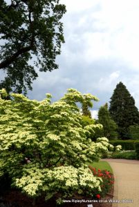 Wisley RHS June