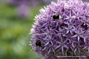 Wisley RHS June