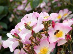 Wisley RHS June