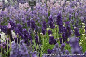 Hampton Court Show RHS