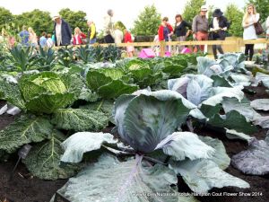 Hampton Court Show RHS