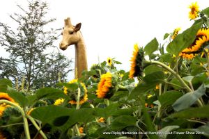 Hampton Court Show RHS