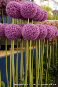 Hampton Court Show RHS