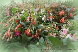 Hampton Court Show RHS