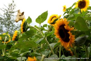 Hampton Court Show RHS