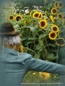 Hampton Court Show RHS