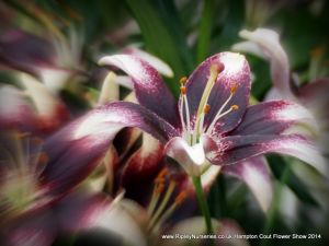 Hampton Court Show RHS