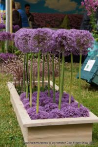 Hampton Court Show RHS