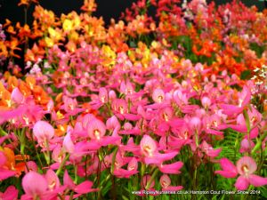 Hampton Court Show RHS