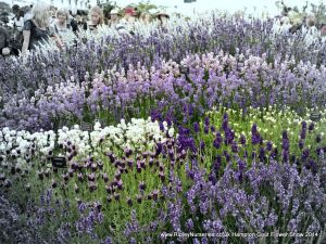 Hampton Court Show RHS