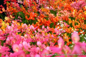 Hampton Court Show RHS