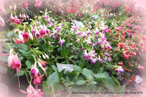 Hampton Court Show RHS