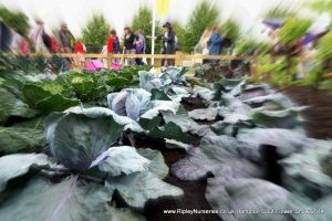 Hampton Court Show RHS