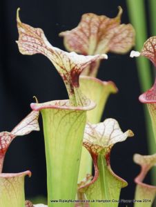 Hampton Court Show RHS