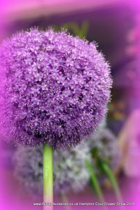 Hampton Court Show RHS