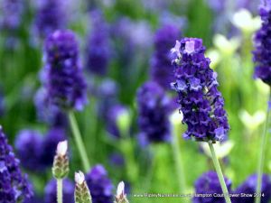 Hampton Court Show RHS