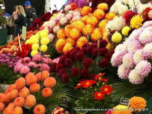 Hampton Court Show RHS