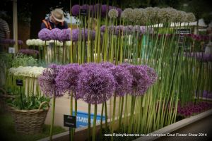 Hampton Court Show RHS