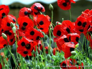 Hampton Court Show RHS