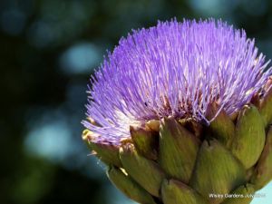 Wisley RHS July