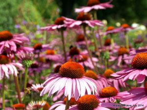 Wisley RHS July