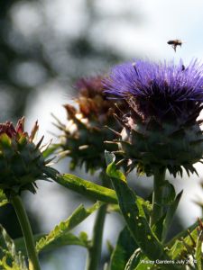 Wisley RHS July