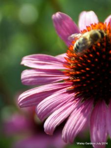 Wisley RHS July