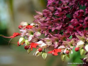 Wisley RHS July