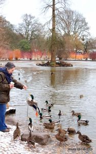 Wisley RHS Feb