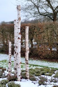 Wisley RHS Feb