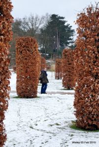 Wisley RHS Feb