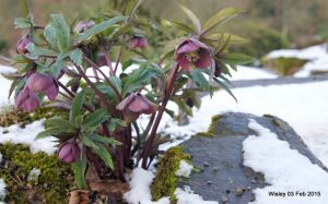 Wisley RHS Feb