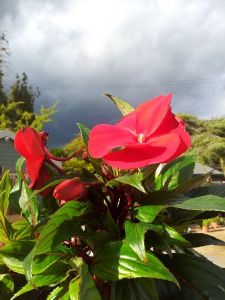 Views of the Nursery