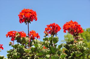 Views of the Nursery