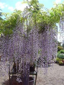 Views of the Nursery