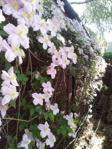 Views of the Nursery