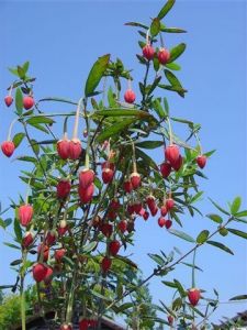 Views of the Nursery