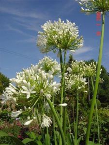 Views of the Nursery