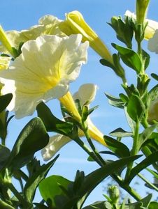 Views of the Nursery