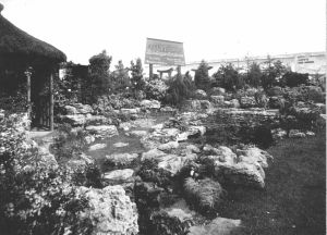 Exhibit Luff's Wimbledon Park Nursery 1930's